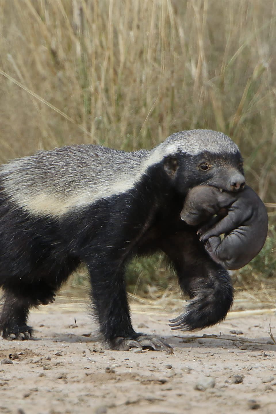 <p>Honey badgers are known as one of the most vicious animals on the planet. And they pretty much hunt <em>anything</em> because they’re able to resist venom, an evolutionary wrinkle resulting from their diet of venomous snakes. From bugs to birds, crocodiles, and pythons, they take them all on. And they’ve evolved to digest <em>entire</em> animals, including bones and feathers.</p>