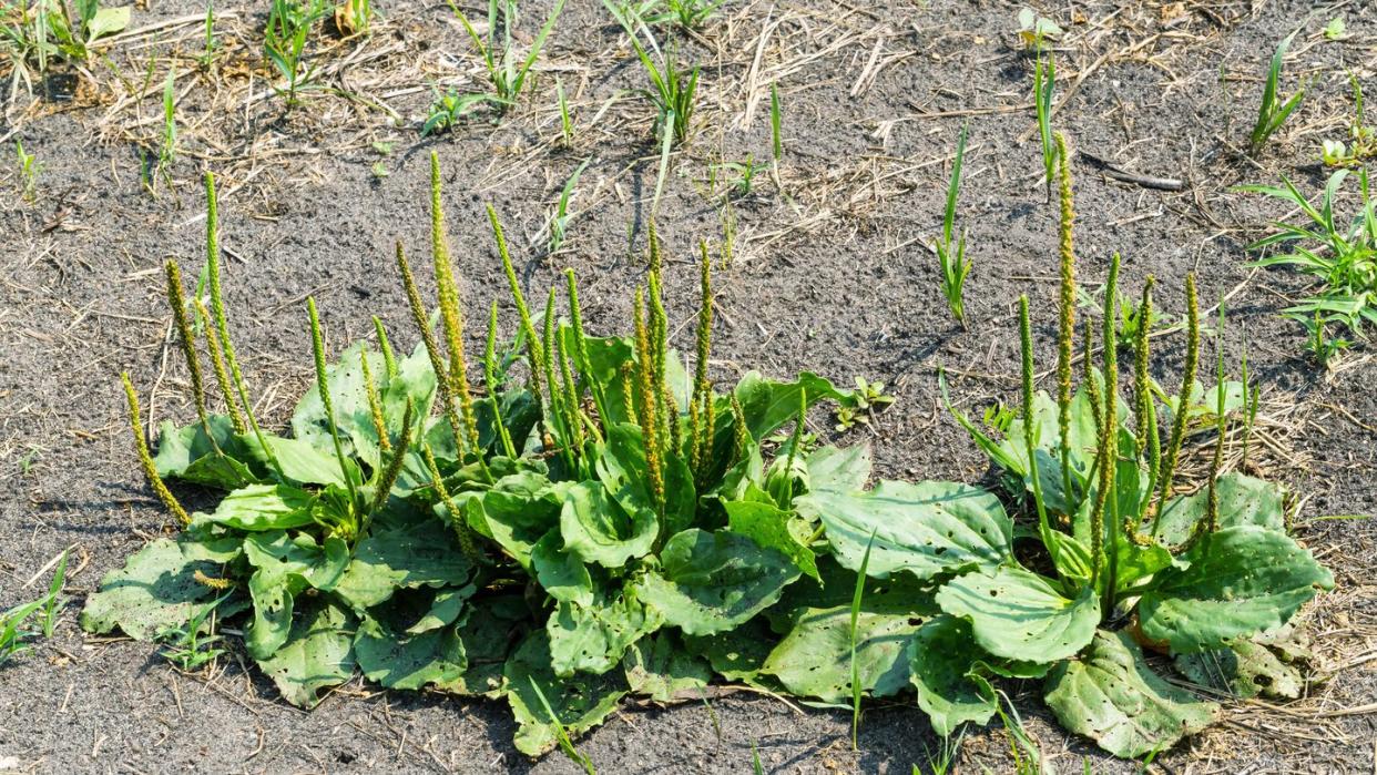 types of plants broadleaf plantain