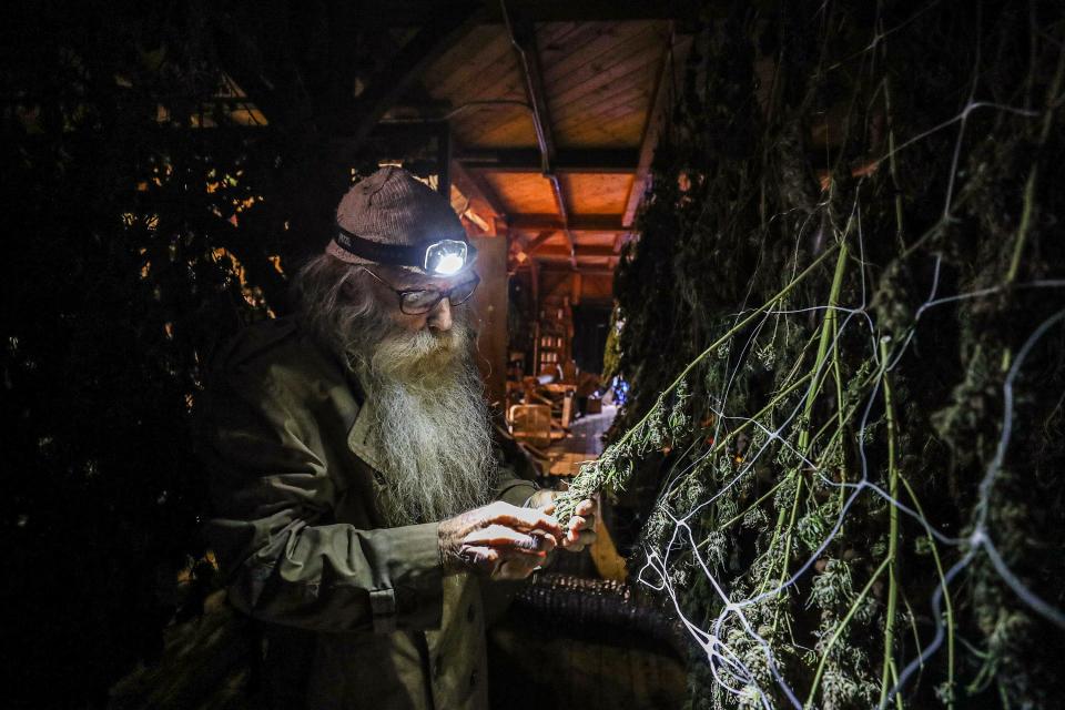 Swami Chaitanya, of Swami Select cannabis farm, looks in on his drying plants to see if the temperature and humidity are correct.