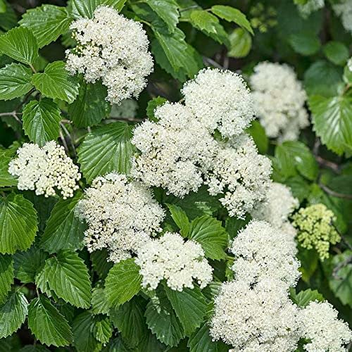 Arrowwood Viburnum Tree Live Plant (Viburnum Dentatum), 8-12 Inc Tall Live Plant for Garden