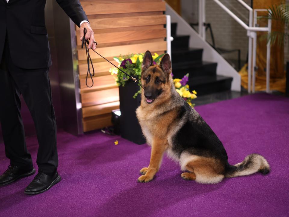 Mercedes, Reserve Best In Show winner and Herding Group winner prepares backstage during the 148th Annual Westminster Kennel Club Dog Show - Best In Show at Arthur Ashe Stadium on May 14, 2024 in Queens, New York.