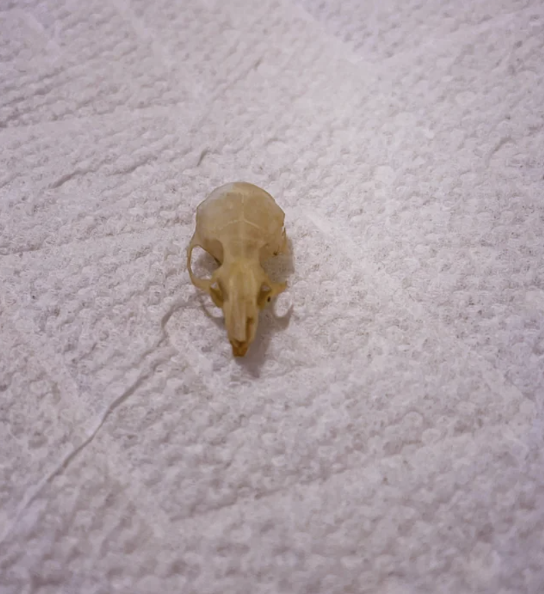 mouse skull