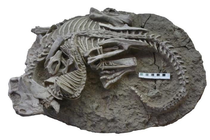 Affascinante fossile che mostra un mammifero che depreda un dinosauro.