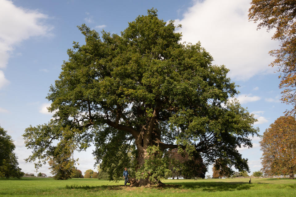 Undated handout photo issued by Kensington Palace of the Duke of Cambridge sitting under the canopy of an oak tree in the grounds of Windsor Castle. The future king has said there is "no choice but to succeed" when tackling the problem of climate change over the next 10 years.