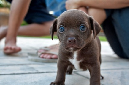 Blue-eyed Puppy