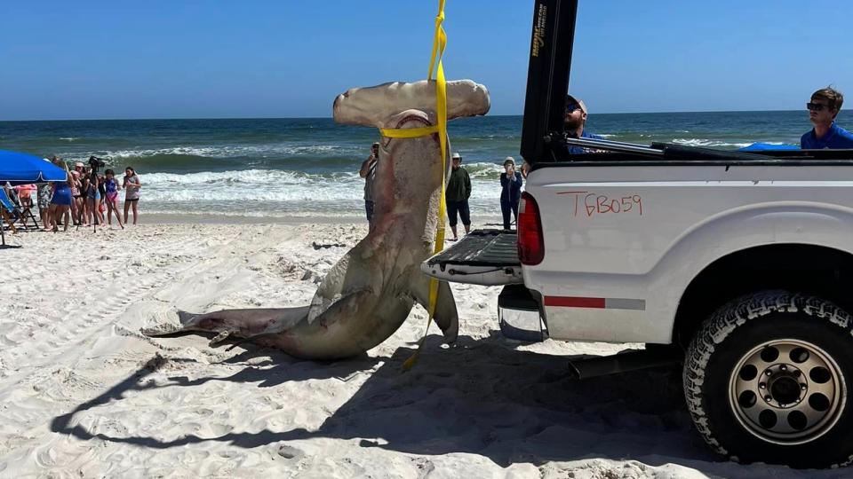 The dead hammerhead shark is towed away on a truck.