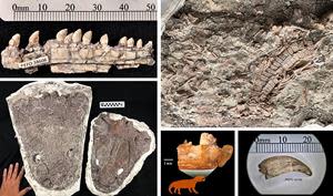 Clockwise from top left: Azendohsaur dentary (PEFO 38606); Revueltosaurus field jacket (PEFO 42442); Skybalonyx skapter claw (PEFO 43703); Kataigidodon venetus dentary (PEFO 43755); and the most complete (right, PEFO 47877) and world’s largest (left, PEFO 50050) Anaschisma browni skulls.NPS photos.