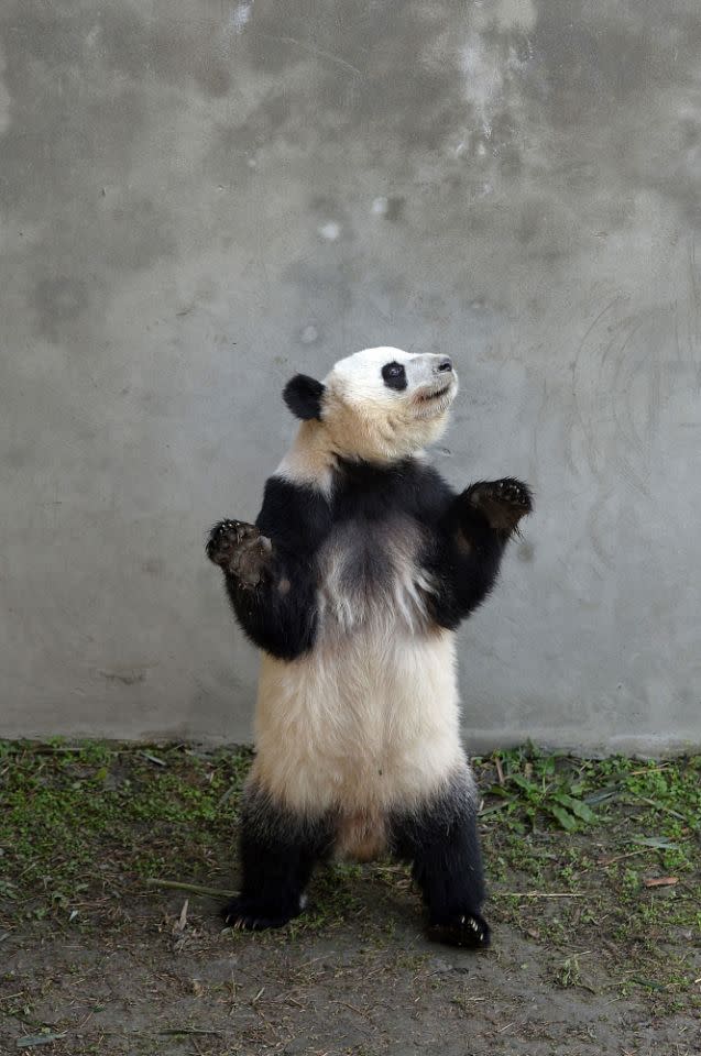 <p>Panda Mei Huan steht in der Chengdu Research Base in Chengdu in China. Das Weibchen und ihre Zwillingsschwester Mei Lun wurden 2013 in Atlanta geboren, jetzt aber nach China umgesiedelt. (Bild: VCG via Getty Images) </p>