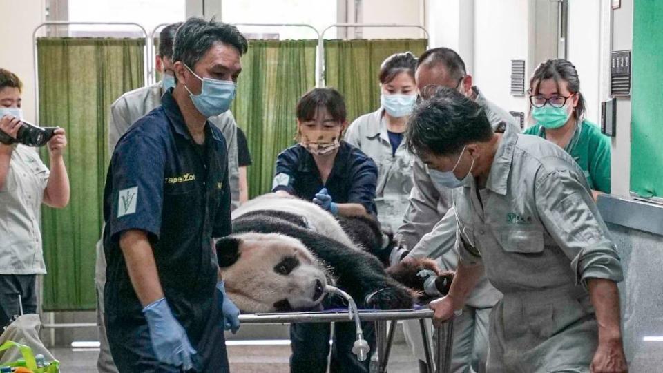 團團生病。（圖／台北市立動物園提供）