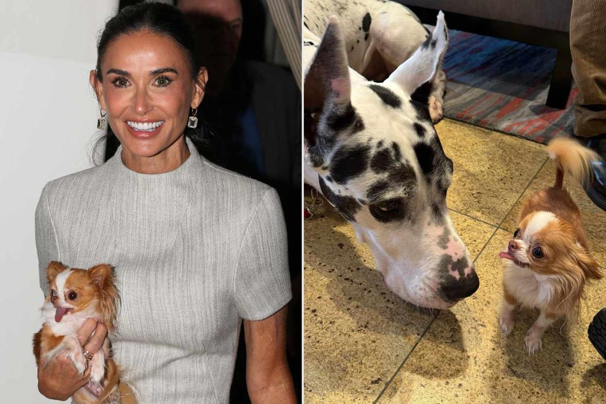 <p>Tracey Biel/Variety via Getty; Demi Moore/Instagram</p> Demi Moore and Pilaf; Bing the Great Dane and Pilaf