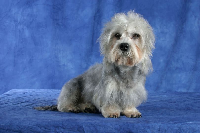 The Dandie Dinmont Terrier was named after a Sir Walter Scott character