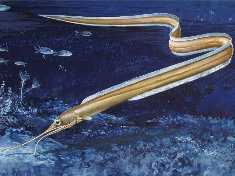 Slender snipe eel.