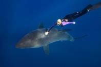 Meet the woman dispelling the myths about one of the worlds most feared ocean predators by swimming without protection with great white sharks. Petite beauty Ocean Ramsey travels the globe swimming with many species of sharks hoping to prove they are nothing like their Jaws film reputation. In these incredible photographs friend Juan Oliphant caught on camera the moment a massive 17-foot Great White let Ocean tail ride through the deep. Shark conservationist Ocean, who is also a scuba instructor, model and freediver, swam with the massive fish in waters off Baja Mexico last year. PIC BY JUAN OLIPHANT / CATERS NEWS