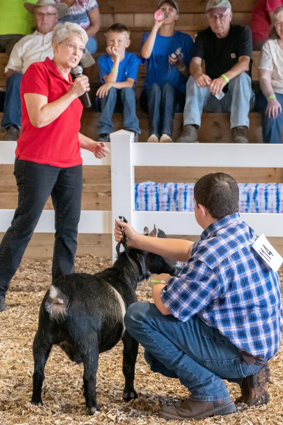 Ben Wolfe shows his Pygym Goat while judge Linda Bailey makes her final decisions at the Goat Show on Monday.  For more photos visit www.daily-jeff.com.