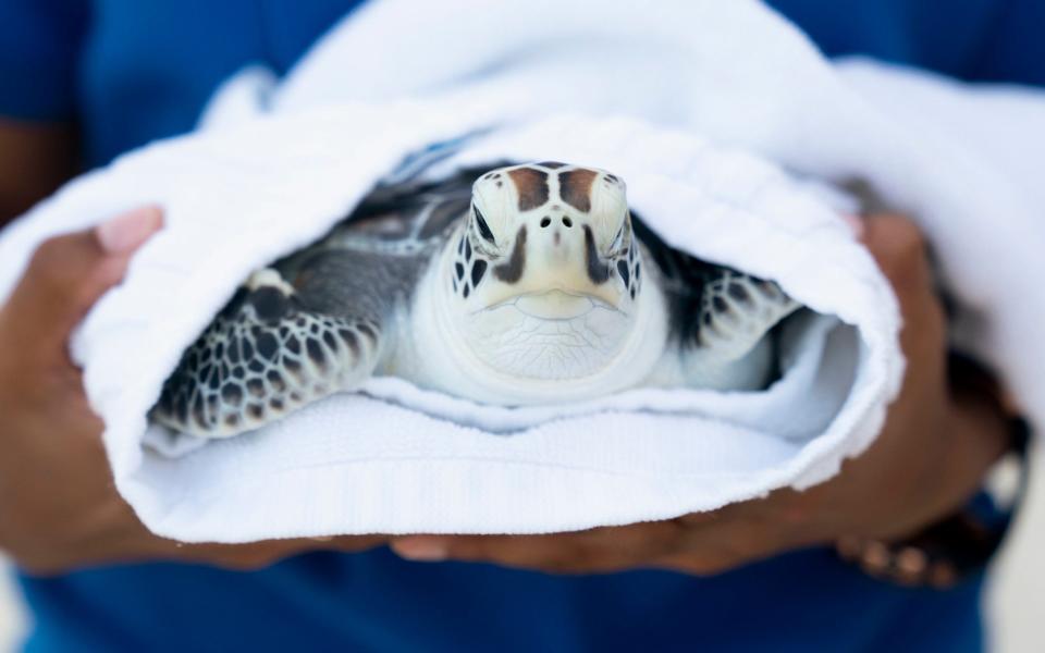 Several turtles have been released back into the wild but April could not be - Kirsty O'Connor/ PA