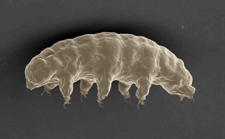 A scanning electron microscope image of the hydrated tardigrade or 'water bear' (Ramazzottius varieornatus), in an image released by Nature Publishing Group on September 20, 2016