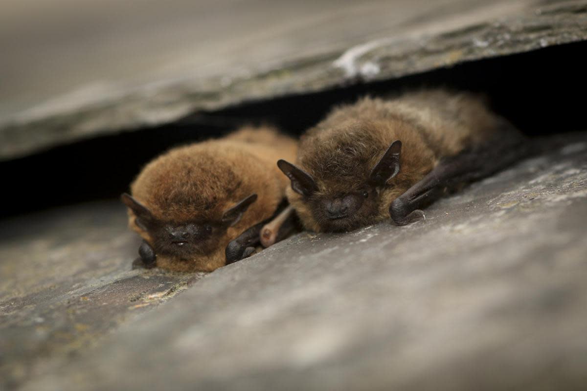Common pipistrelle bats <i>(Image: Tom Marshall)</i>
