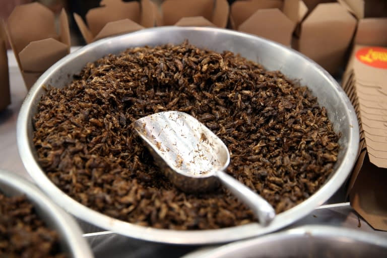 Fried crickets, roasted cockroach, honey-flavoured ants, mealworm and chocolate coated popcorn are now available to try and buy in Australia's cities -- and while the cuisine remains a novelty, there are signs it is growing in popularity