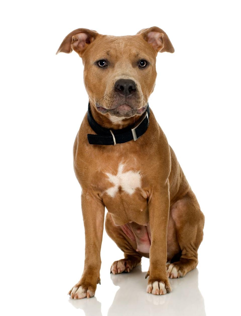 20 best dog breeds for families american staffordshire terrier