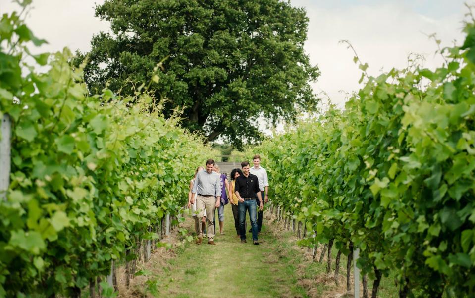 Guests on a tour of Gusbourne Wines vineyard