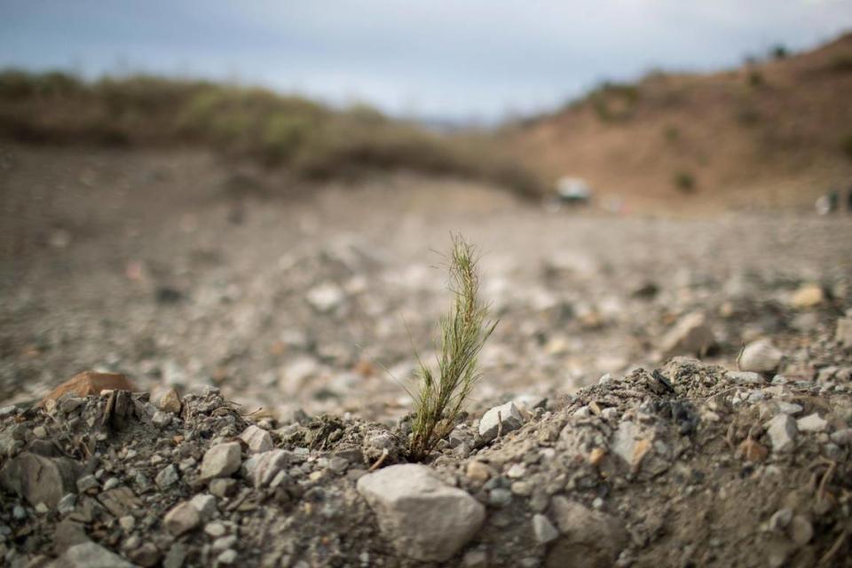 Volunteers and officials with the Nature Conservancy, Green Forests Work and Beam Suntory work on a former coal strip mining site to plant seedling trees outside Middlesboro, Ky., Tuesday, March 28, 2022.