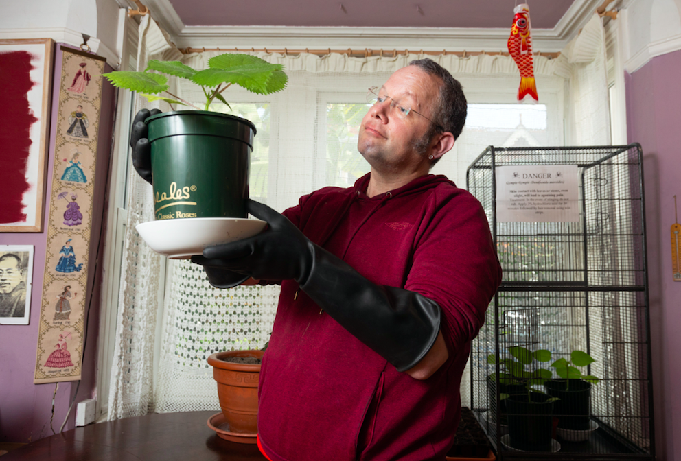 Daniel Emlyn-Jones handles the plant using elbow length gloves as a precaution. (SWNS)