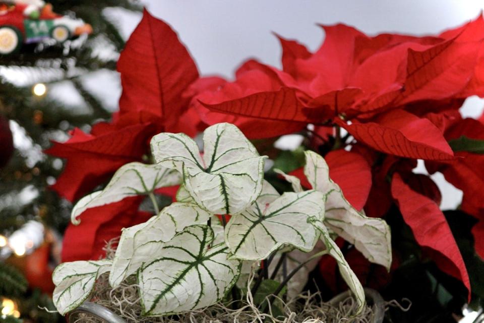 Jenny Simpson with Creekside Nursery in Dallas North Carolina showed the instant attraction created with white Heart to Heart Snowdrift caladiums with red poinsettias.