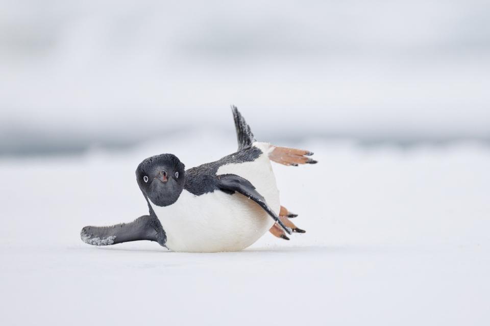 「年度鳥類攝影師」攝影獎「搞笑的鳥」獎項首獎。©Nadia Haq/ Bird Photographer of the Year