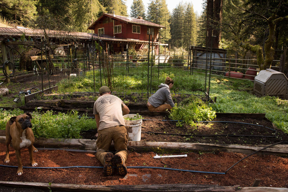 The couple’s Boxer, Zara, keeps them company as they weed the vegetable garden beds for the first time after winter this March. (Photo: Deleigh Hermes for Yahoo News)