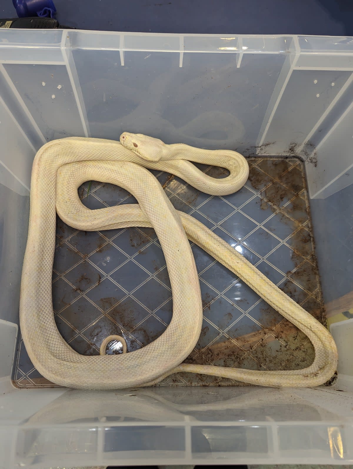 The RSPCA is appealing for information on two neglected carpet pythons  (RSPCA)