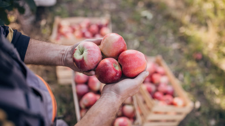 Apples from orchard