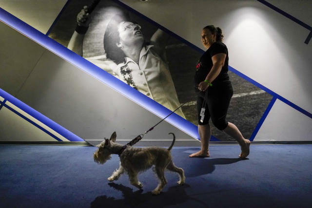 A handler and her dog walk past a photo of Billie Jean King on their way to compete in the agility preliminaries at the Arthur Ashe stadium during the 147th Westminster Kennel Club Dog show, Saturday, May 6, 2023, at the USTA Billie Jean King National Tennis Center in New York. (AP Photo/Mary Altaffer)
