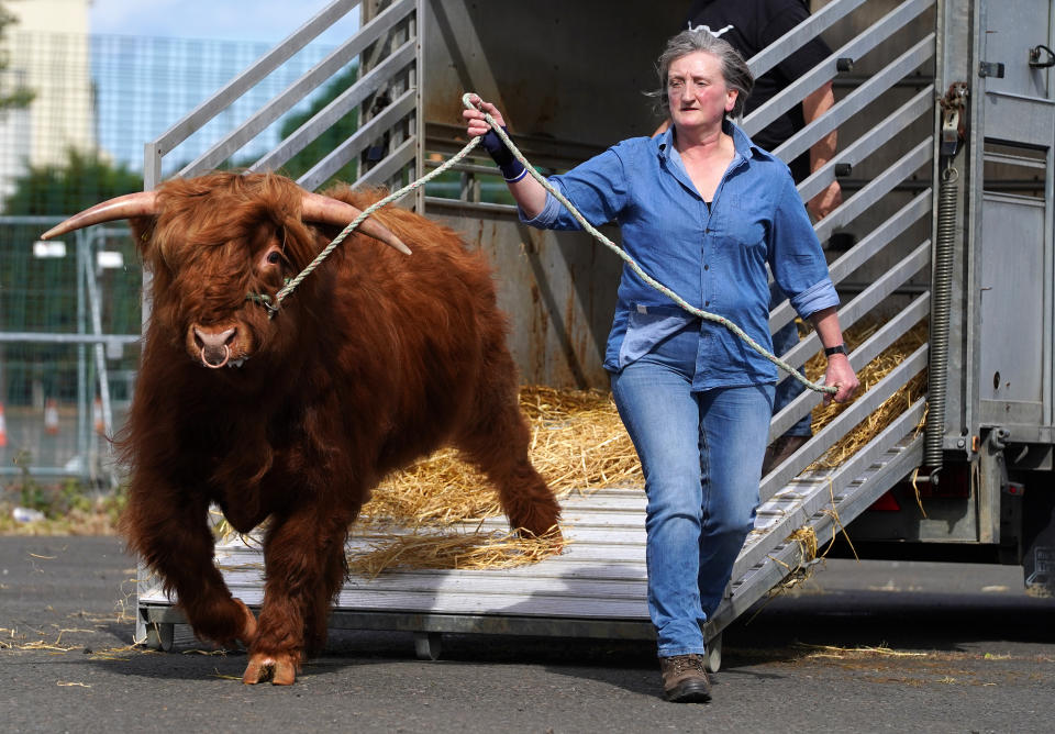 <p>Maureen MacArthur from Allanfearn farm near Inverness with her Highland Cattle as they arrive at the Royal Highland Show in Edinburgh. Due to the covid restrictions this years event which starts tomorrow is being held online. Picture date: Sunday June 13, 2021. (Photo by Andrew Milligan/PA Images via Getty Images)</p>
