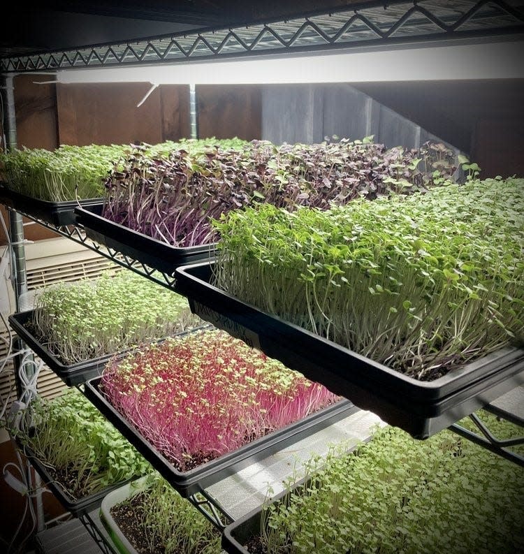 Seth Meehan grows microgreen sunflowers at his business, High Desert Greens. These microgreens were grown on carts with artificial lights and were harvested generally in 10 days after planting.