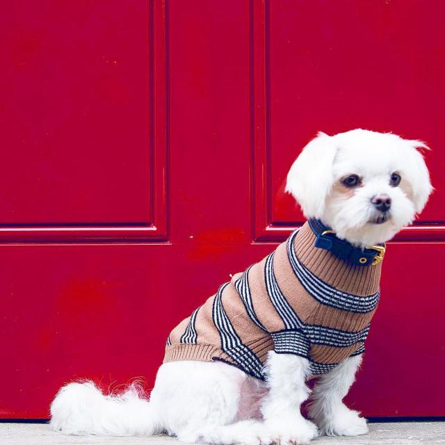 Fashion Brands You Didn't Know Made Dog Clothes