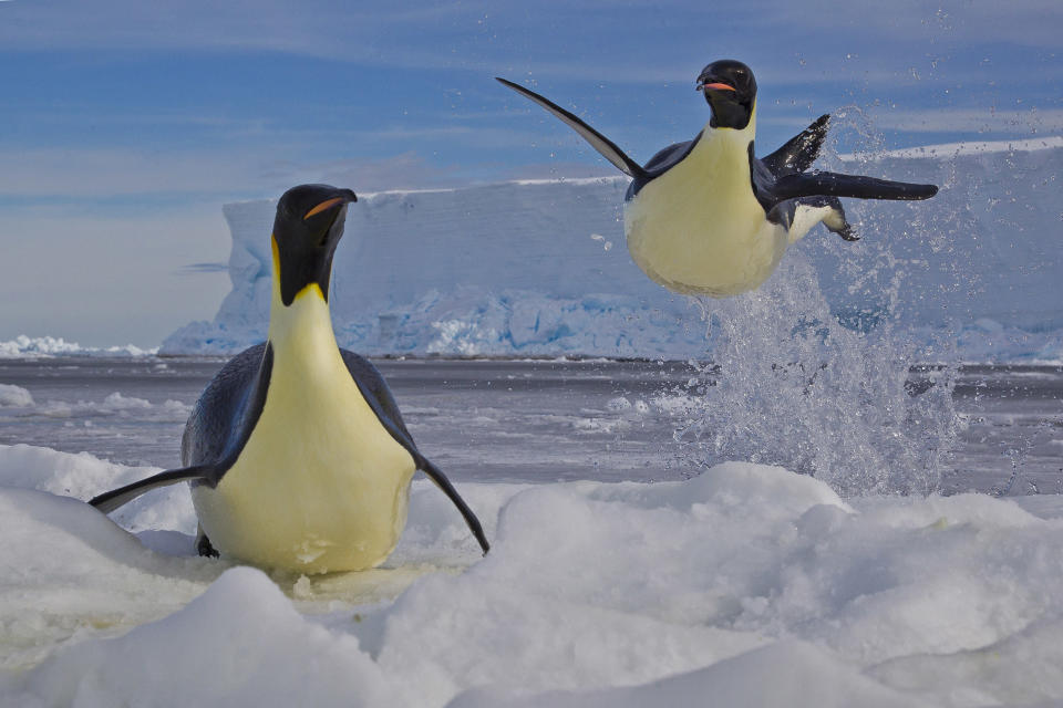 Otra fotografía ganadora, de <b>Paul Nicklen</b>: "Mantenía un ojo atento a las focas marinas y una me dio <b>un golpe en la cara</b> cuando estaba a cinco metros del borde del hielo. Por suerte, se dio cuenta que <b>yo no era un pingüino y se metió de nuevo al agua</b>",