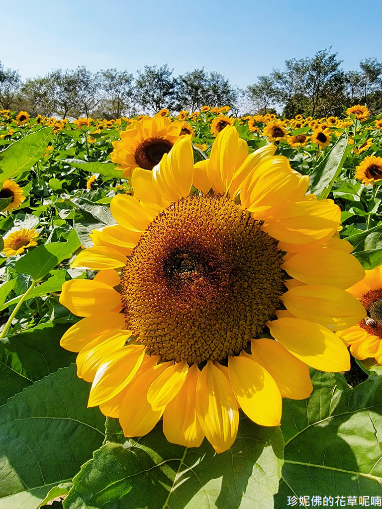 屏東｜新埤鄉綜合休閒公園