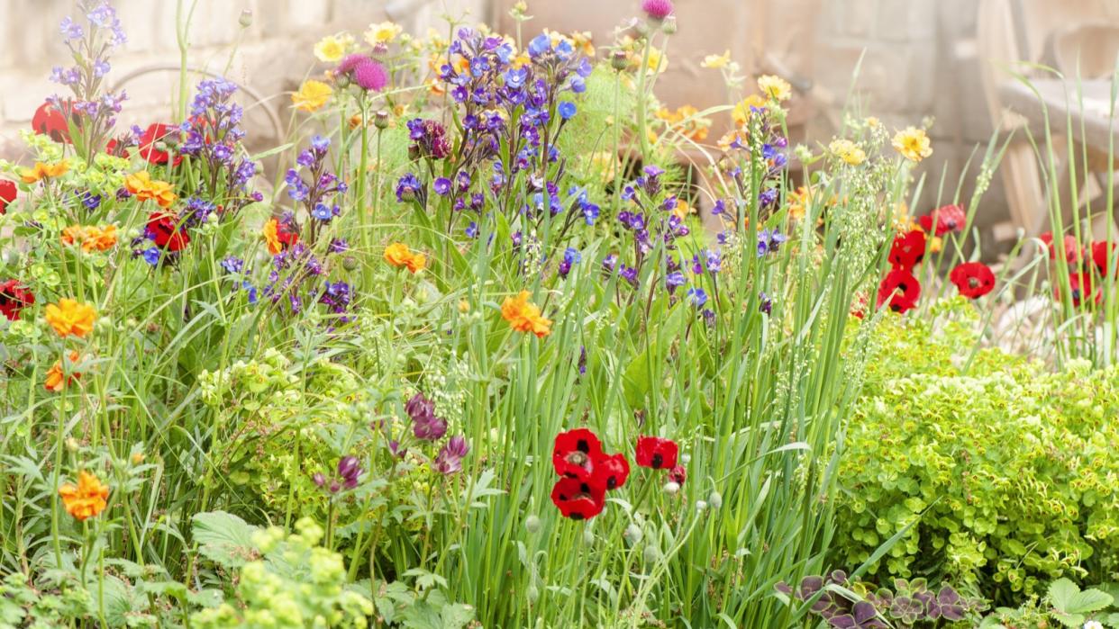  A blooming flower bed featuring poppies and astrantia 