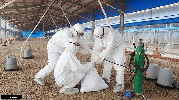 南市土雞場檢出禽流感，動保處即時進行撲殺及消毒作業，全面防堵疫情入侵。（記者李嘉祥攝）