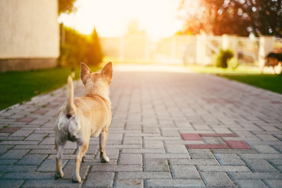 Chihuahua guard the house