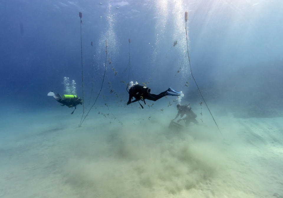 Divers, from left, Ray Taylor, Everton Simpson and Andrew Todd gather coral from a coral nursery to be planted inside the White River Fish Sanctuary Tuesday, Feb. 12, 2019, in Ocho Rios, Jamaica. The tropical turquoise waters near the coast of Jamaica are beautiful and inviting, but they disguise the devastation that lurks beneath. But swim a little farther and pieces of regenerating staghorn coral appear, strung out on a line, waiting to be tied onto rocks in an effort to repair the damage done to reefs by man and nature. (AP Photo/David J. Phillip)