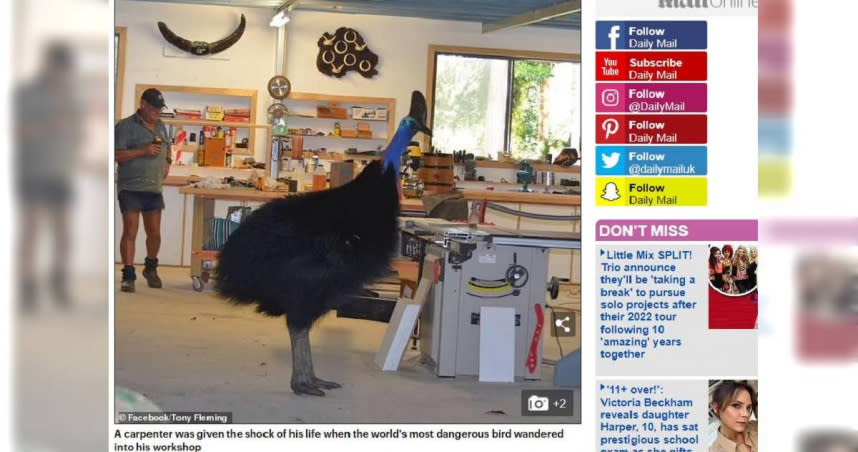 世界上最危險的鳥類闖進澳洲1名木匠的工作室參觀。（圖／翻攝自Dailymail）