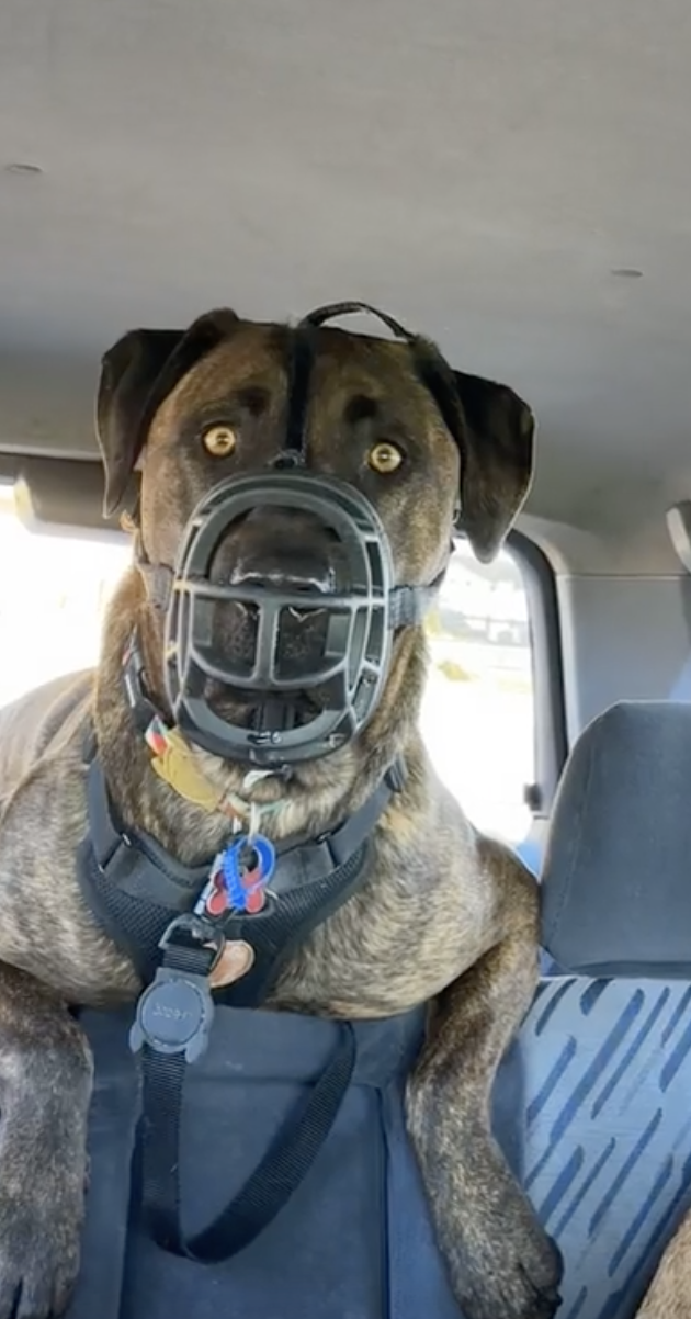 Muzzled dog sitting in a car seat, looking at the camera with alert eyes