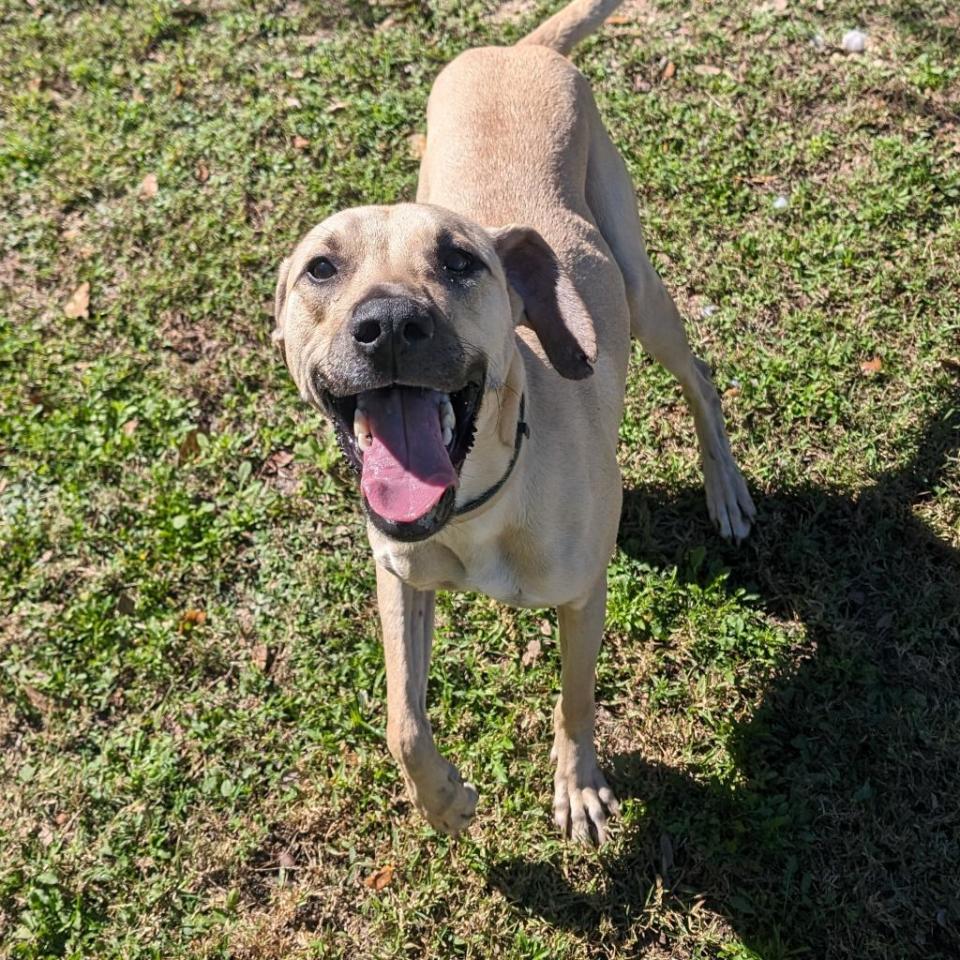 Lucky is a 2-year-old black-mouth cur who tips the scales at 53 pounds. He should be the only pet in the home and kept away from cats and farm critters. He's super energetic but also loves epic cuddlethons. He understands some basic commands.