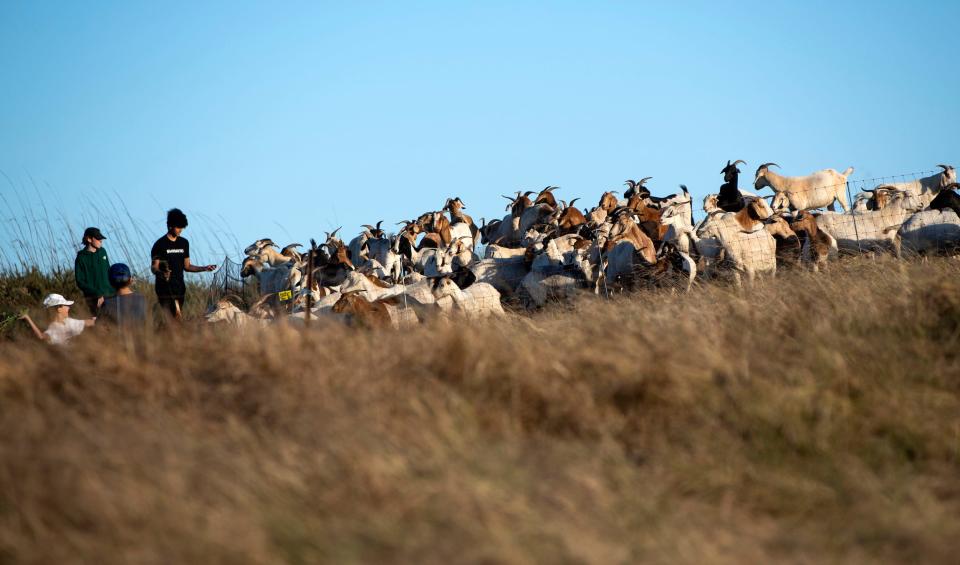 Herds of goats roam fields in Laguna Beach where they eat brush as part of the city's fire prevention measures.