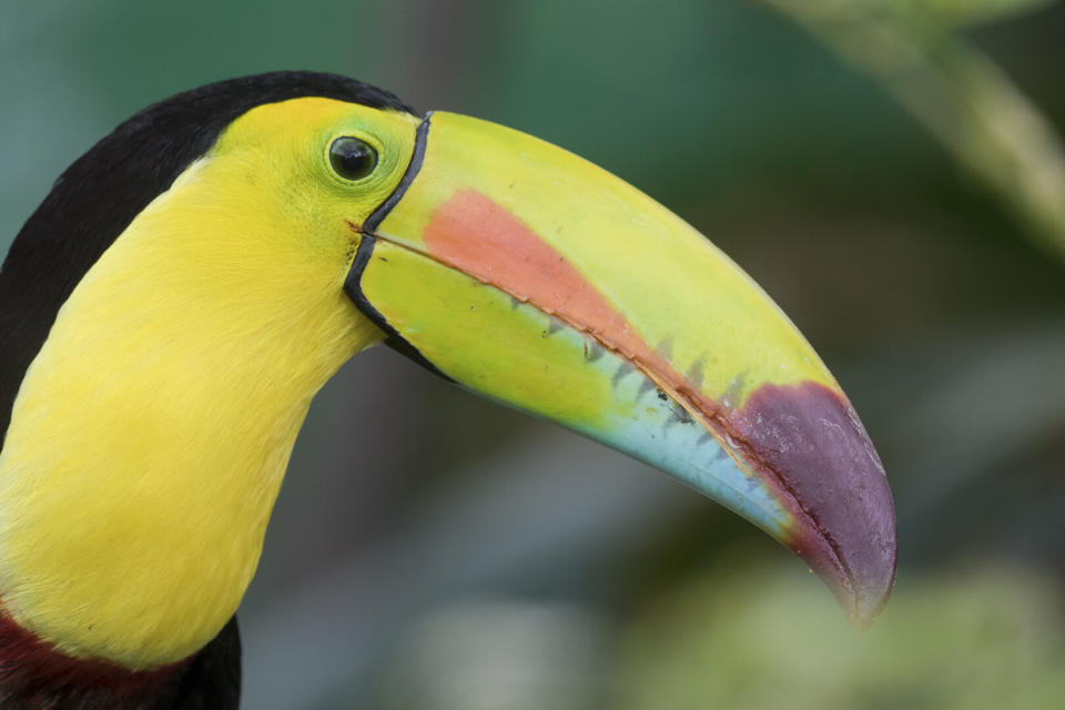 Toucan Rescue Ranch started as a refuge for birds, but now houses roughly 200 rescued animals, including sloths and monkeys. (Photo: Sean Graesser)