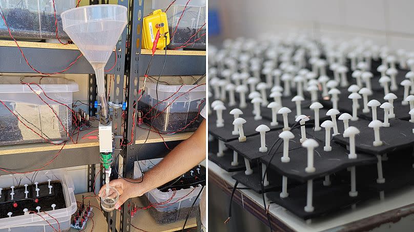 The batteries are a step on from a 2019 project that used ‘soil microbial fuel cells’ (SMFCs) to develop a water filtration system in Brazil.