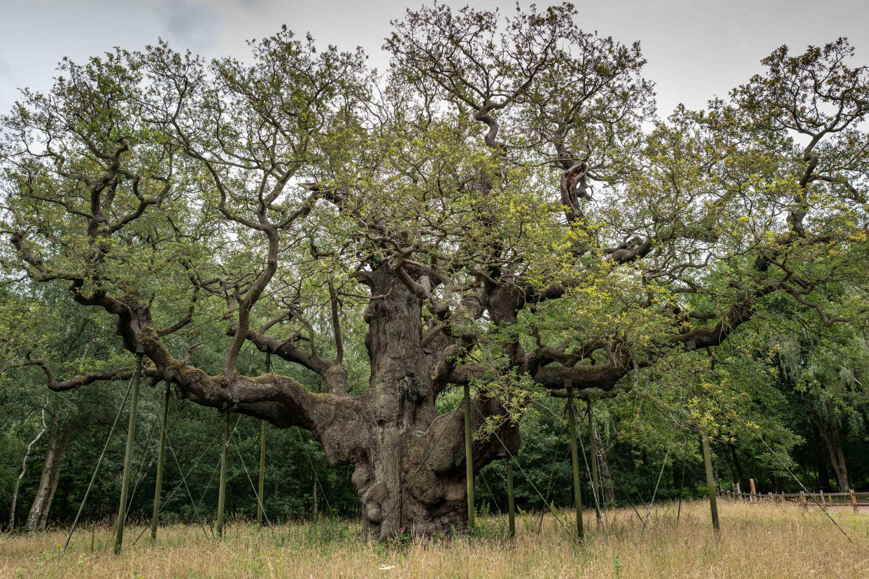 The Major Oak in Sherwood Forest has been damaged (Picture: SWNS)