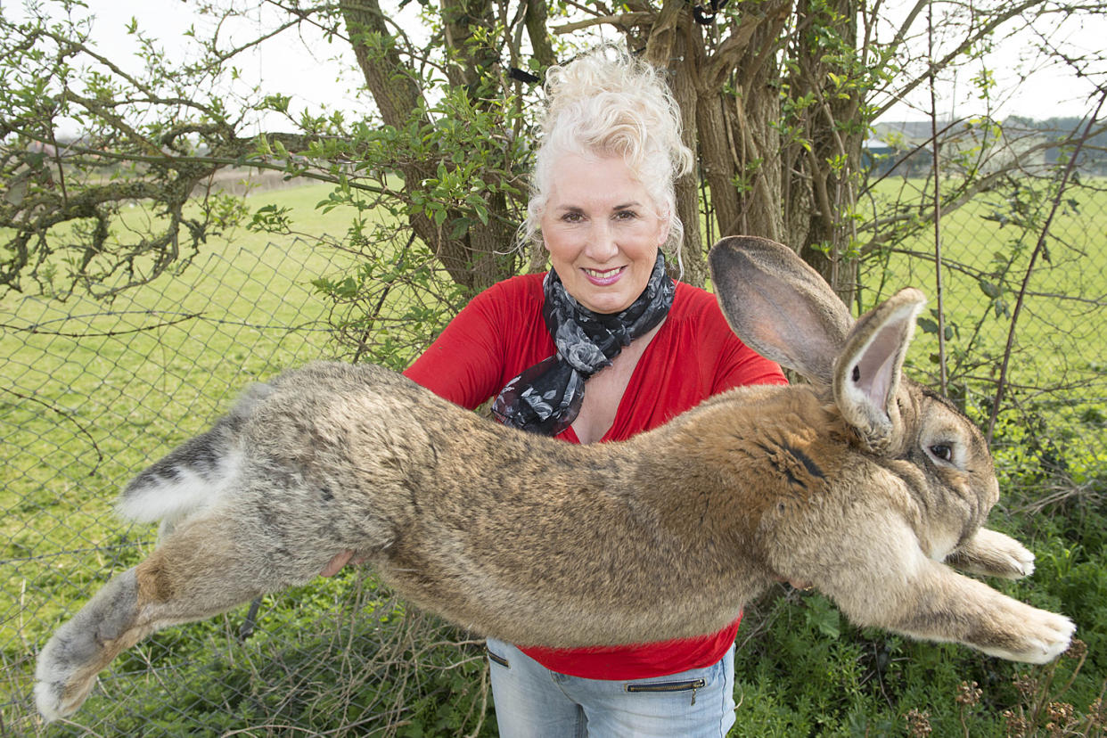 Annette Edwards with champion giant rabbit Darius, the father of the rabbit that died: Damien McFadden/Associated Newspapers