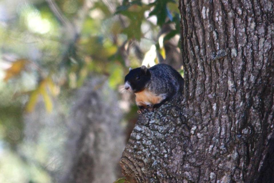 A fox squirrel at Nemours Plantation.